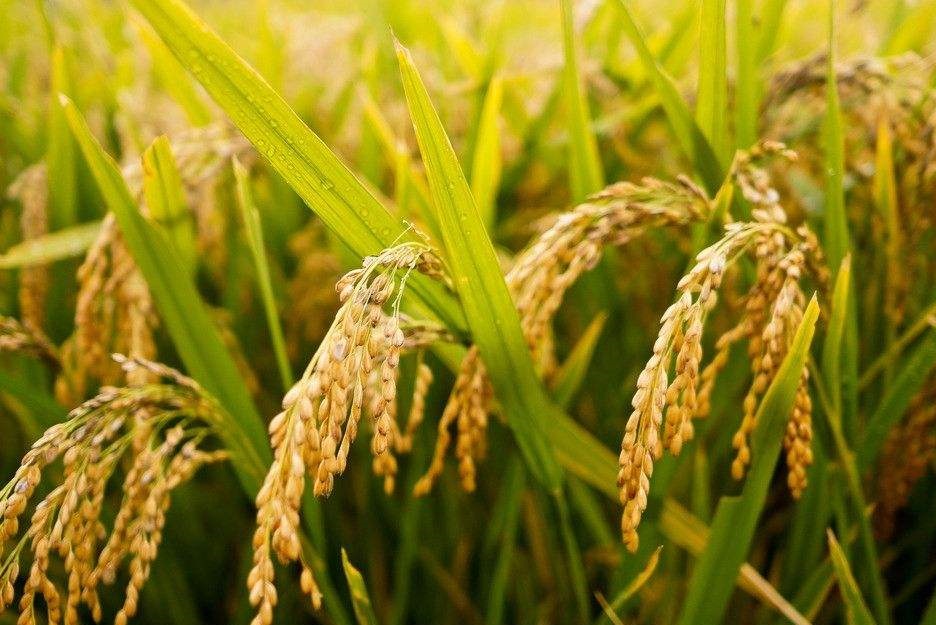フェルラ酸の由来：米ぬか